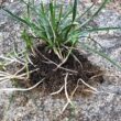 Barenbrug Turf Saver RTF Grass Seed w/Yellow Jacket Coating- Less Water Self-Repairing Tall Fescue Turf (50 LB Bag) Barenbrug Turf Saver RTF Grass Seed w/Yellow Jacket Coating- Less Water Self-Repairing Tall Fescue Turf (50 LB Bag)