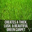 Blue Eagle Kentucky Bluegrass Seed, 25LB Bulk Bag, Uncoated & No Fill, Grow Beautiful & Best Yards, Cold Tolerant