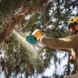 Makita LXT 14 in. 18V X2 (36V) Lithium-Ion Brushless Battery Top Handle Chain Saw (Tool-Only)
