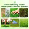 Outsidepride Maya (Blackjack II) Bermuda Grass Seed - 50 lbs Warm Season, Drought Tolerant, Fast Growing, Fine-Textured Bermuda Grass Seeds for Lawn, Parks, Golf Courses & Sports Fields