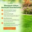 Outsidepride Maya (Blackjack II) Bermuda Grass Seed - 50 lbs Warm Season, Drought Tolerant, Fast Growing, Fine-Textured Bermuda Grass Seeds for Lawn, Parks, Golf Courses & Sports Fields