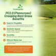 Outsidepride PC2.0 (Penncross) Creeping Bent Grass Seed – 25 lbs. Premium Golf Course Grade, Dense, Wear-Resistant Turf Grass Seeds for Tees, Putting Greens & Fairways, Ideal for High Traffic Areas