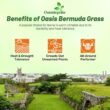 Outsidepride Oasis Bermuda Grass Seed - 50 lbs Warm Season, High Traffic, Heat Resistant, Drought-Tolerant, Low-Maintenance, Fast Growing Turf Grass for Lawn, Ideal for Sunny Areas, Thick Coverage