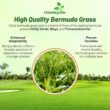 Outsidepride Oasis Bermuda Grass Seed - 50 lbs Warm Season, High Traffic, Heat Resistant, Drought-Tolerant, Low-Maintenance, Fast Growing Turf Grass for Lawn, Ideal for Sunny Areas, Thick Coverage