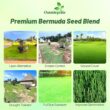 Outsidepride Oasis Bermuda Grass Seed - 50 lbs Warm Season, High Traffic, Heat Resistant, Drought-Tolerant, Low-Maintenance, Fast Growing Turf Grass