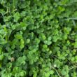 Micro Clover Seed for Lawn - 25 Lb Bulk - ~10 Million Microclover Seeds for Planting - Drought-Tolerant Mini Grass Alternative by Mountain Valley Seed Company