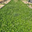 Micro Clover Seed for Lawn - 25 Lb Bulk - ~10 Million Microclover Seeds for Planting - Drought-Tolerant Mini Grass Alternative by Mountain Valley Seed Company