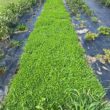 Micro Clover Seed for Lawn - 25 Lb Bulk - ~10 Million Microclover Seeds for Planting - Drought-Tolerant Mini Grass Alternative by Mountain Valley Seed Company