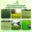 Outsidepride V8 Creeping Bentgrass Seed - 25 lbs. Fine-Bladed, Premium Quality Turf, Grass Seeds for Smooth Surface, & High-Traffic Areas, Ideal Grass for Golf Courses Putting Greens, & Fairways