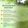 Outsidepride V8 Creeping Bentgrass Seed - 25 lbs. Fine-Bladed, Premium Quality Turf, Grass Seeds for Smooth Surface, & High-Traffic Areas, Ideal Grass for Golf Courses Putting Greens, & Fairways