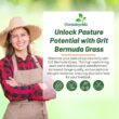 Outsidepride Forage Bermuda Seeds - 50 lb. Perennial, Drought Tolerant & Fast-Growing, Pasture Seeds for Planting Large Grass Leaves, Ideal for Hay Foraging & Rotational Grazing