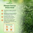 Outsidepride Sheeps Fine Fescue Lawn Grass Seed - 50 Lbs. Perennial Heat & Drought Tolerant Dense, Traffic-Resistant Turf for Shaded Environments w/OptiGrowth Coating for Seed Enhancement