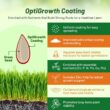 Outsidepride Sheeps Fine Fescue Lawn Grass Seed - 50 Lbs. Perennial Heat & Drought Tolerant Dense, Traffic-Resistant Turf for Shaded Environments w/OptiGrowth Coating for Seed Enhancement