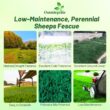 Outsidepride Sheeps Fine Fescue Lawn Grass Seed - 50 Lbs. Perennial Heat & Drought Tolerant Dense, Traffic-Resistant Turf