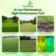 Outsidepride Crystal Bluelinks Creeping Bent Grass Seed - 25 lbs. Dense Turf Grass Outsidepride Crystal Bluelinks Creeping Bent Grass Seed - 25 lbs. Dense Turf Grass for Golf Greens & Putting Surfaces, Fine-Textured, Tolerant to Close Mowing for Smooth, Consistent Lawn Coverage