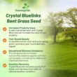 Outsidepride Crystal Bluelinks Creeping Bent Grass Seed - 25 lbs. Dense Turf Grass Outsidepride Crystal Bluelinks Creeping Bent Grass Seed - 25 lbs. Dense Turf Grass for Golf Greens & Putting Surfaces, Fine-Textured, Tolerant to Close Mowing for Smooth, Consistent Lawn Coverage