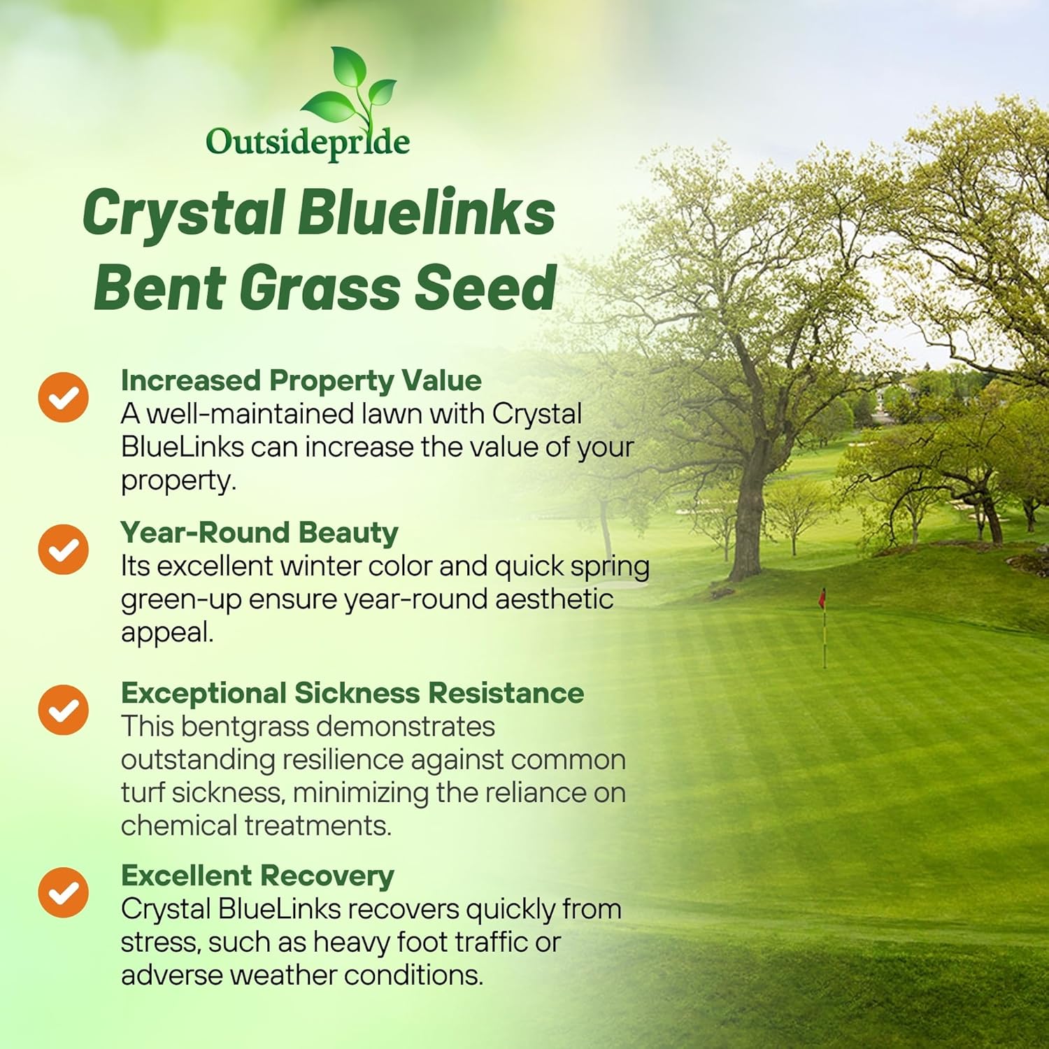 Outsidepride Crystal Bluelinks Creeping Bent Grass Seed - 25 lbs. Dense Turf Grass Outsidepride Crystal Bluelinks Creeping Bent Grass Seed - 25 lbs. Dense Turf Grass for Golf Greens & Putting Surfaces, Fine-Textured, Tolerant to Close Mowing for Smooth, Consistent Lawn Coverage