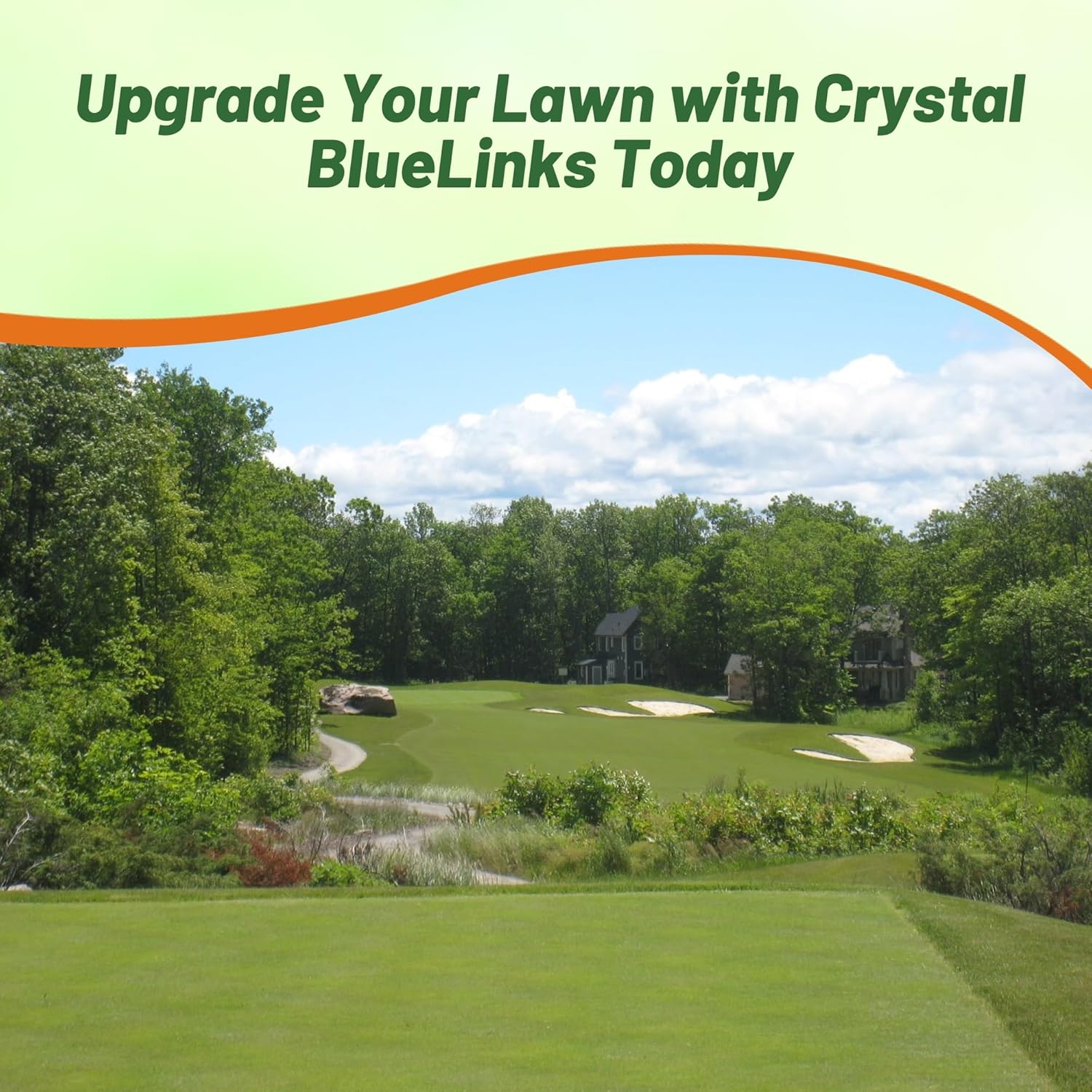 Outsidepride Crystal Bluelinks Creeping Bent Grass Seed - 25 lbs. Dense Turf Grass Outsidepride Crystal Bluelinks Creeping Bent Grass Seed - 25 lbs. Dense Turf Grass for Golf Greens & Putting Surfaces, Fine-Textured, Tolerant to Close Mowing for Smooth, Consistent Lawn Coverage