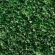 Miniature Clover Seeds - 25 Lb Bulk ~10M Seeds - Small Leaf White Clover - Low Growing Nitrogen Fixing Lawn Clover & Cover Crop - Non-GMO, Perennial