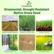 Outsidepride Perennial Little Bluestem Grass Seed - 25 lbs. Warm Season, Drought Resistant, Long-Lived Native Prairie Grass Seed, Ideal for Erosion Control, Ornamental Landscaping & Wildlife Gardens