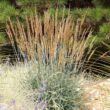 Outsidepride Indian Native Grass Seed - 25 lbs. Perennial, Low Maintenance, Drought-Tolerant Prairie Grass Seed for Wildlife Habitat, Livestock Forage, Ornamental Landscaping & Erosion Control