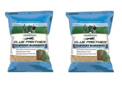 Jonathan Green Blue Panther Kentucky Bluegrass Supreme Seed Blend - 25lb Pack of 2