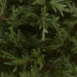 National Tree Company 7.5 ft Unlit Fraser Grande Artificial Christmas Tree, 3,719 Tips, Includes Stand, Green National Tree Company 7.5 ft Unlit Fraser Grande Artificial Christmas Tree, 3,719 Tips, Includes Stand, Green