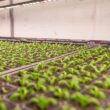 VOLT 45-in 4 -Light Gray Full spectrum LED Grow light kit