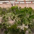 VOLT 45-in 4 -Light Gray Full spectrum LED Grow light kit