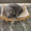Wooden Cat Scratching Pads, Multifunction Cats Sleeping Bed, Detachable Wear-Resistant Cat Scratch Board, Kitten Grinding Cats Toys