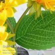 3LED Sunflower Night Lights, Rechargeable Table Lamps